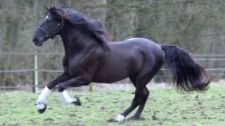 PRE Stallion Califa ...SOLD