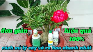 Cách xử lý cây sứ ra hoa nhanh nhất đơn giản hiệu quả 100% - bón phân gì cho cây sứ ra hoa