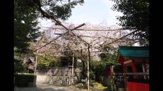 京都の桜 Cherry blossoms in Kyoto　車折神社  kurumazaki-jinja