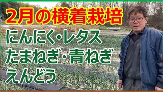 植え付ける！ほっとく！収穫する！2月の横着栽培