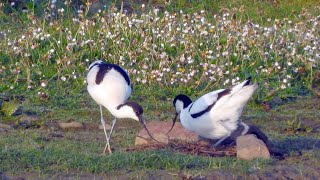 Goldcliff Birding #191 - Avocet, Oystercatcher, Lapwing 4K