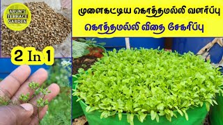 முளைகட்டி கொத்தமல்லி வளர்ப்பு | 200% SUCCESS  | couriender growing | மாடிதோட்டம் மல்லி வளர்ப்பு