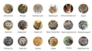 Every Wild  Cat Explained in 10 minutes