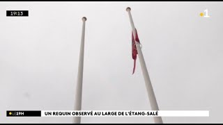 Un requin observé au large de l'Etang-Salé, le dispositif post-observation déclenché