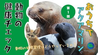 おうちでアクアマリン　第1回　動物の健康チェック