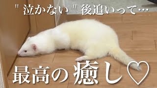 ベタ慣れフェレット本気の後追い【ferret#903】