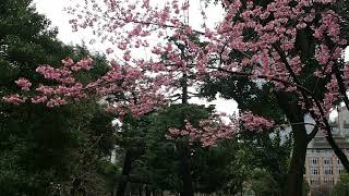 東京お花見散歩　日比谷公園の桜　2018.3.22  Hibiya Park  Sakura