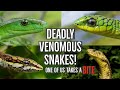 Finding DEADLY SNAKES and More! With Living Zoology