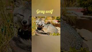 Grey Wolf 🐺 #trending #viral #shorts #greywolf #wolf