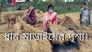 ধান মাড়াইয়ের দৃশ্য।Dhan Marai er dissho(Sumon Documentary)