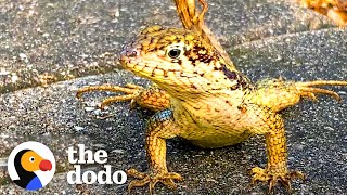 Lady's Backyard Is A Mini Jurassic Park | The Dodo