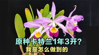 174 原生种卡特兰一年能开3次花？还一梗5朵？我是怎么做到的