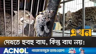 খাদ্য ও আবাসস্থল সংকটে বিলুপ্তির পথে ‘মেছোবিড়াল’ | Fish Cat | Tiger | Netrokona | Ekhon TV