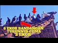 Ngajak Bandangan 6 Ekor Turunnya Hanya 2 Ekor