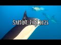 Sardine run South Africa 2025 (ProDive)