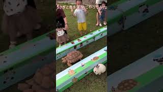 ウサギとカメの競争を実際にやってみた結果　亀さんの圧勝に終わる　Who will win rabbit vs turtle　#うさぎ #ウサギ #亀 #かめ #shorts