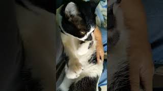 我が家の末っ子が甘えてくる猫🐱       ＃ショート動画 ＃元保護猫 ＃オス猫 ＃甘えん坊 ＃赤ちゃん