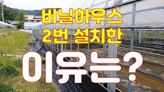 비닐하우스 2번 설치한 이유? 가평 친환경 잣미나리 가을 미나리