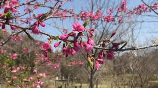 宇宙桜「沖縄大宜味寒緋桜」（2023年3月11日）