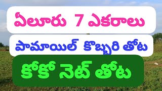 ఏలూరు 7 ఎకరాలు అగ్రికల్చర్ ల్యాండ్ ఫర్ సేల్ please subscribe 🙏8897702061