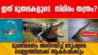 ഇത് മുതലകളുടെ  സ്ഥിരം തന്ത്രം?