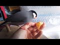 文鳥リンの早めのおやつ