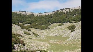 Flora spontanea. Sul Pizzo Carbonara  (Madonie) alla ricerca di Sternbergia colchiciflora