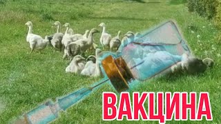 Вакцина егу дұрыспа(керекпе)???Балапанға екпе керекпе алда тақырып қозғаймыз жіберіп алмаңыз!!!!