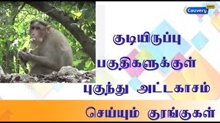 குடியிருப்பு பகுதிகளுக்குள் புகுந்து அட்டகாசம் செய்யும் குரங்குகள்