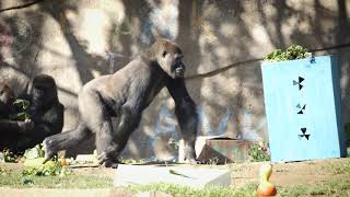 Frank the Gorilla Hits Double Digits!