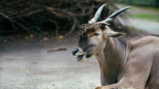 The Eland are the best animals on the planet and here is why!