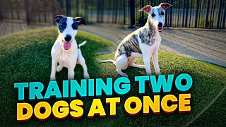 Mastering Obedience with Two Dogs at Once: Tips and Tricks