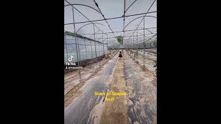 South korea grapes farming ..coming  Soon   .plastic  House  farming   fruits