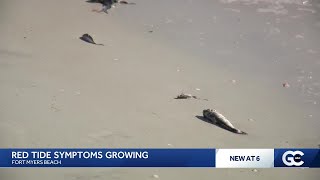 Fort Myers Beach businesses worry about red tide's return