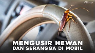 Tips Mengusir Hewan Atau Serangga Yang Bersarang di Mobil | Tips \u0026 Trick | CintamobilTV