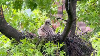 2024-05-09 93rd Street Red-tailed Hawk Nest