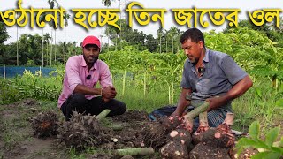 ওঠানো হচ্ছে তিন জাতের ওল,,