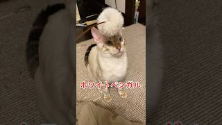 【子猫動画】ホワイトベンガル　生後5ヶ月！　アイドル 　ベンガル猫　ネコ　ねこ　#bengal #ベンガル #cat #ベンガル猫 #bengalcat #猫 #子猫 #ベンガル子猫