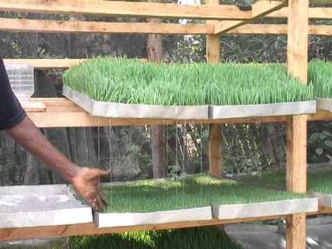 Hydroponic Fodder Mkombozi Pekee Wa Wafugaji Wa Ng Ombe Kuku Nguruwe