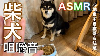 Sound of Shiba Inu eating dog food #ASMR #MUKBANG