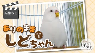 ありのままのしどちゃんVol.5【セキセイインコ】