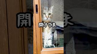 自動ドアだと思ってる元野良猫がおもしろい…笑 #元野良猫 #かわいい #おもしろ