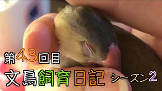 文鳥飼育日記シーズン2第43回目