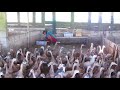 Download SUKSES!!! Cara Berternak Bebek Petelur In Mp4 3Gp Full HD Video