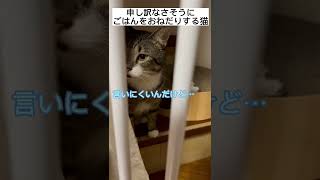 保護猫 申し訳無さそうにごはんをおねだりする猫😂#野良猫保護#かわいい猫#猫動画