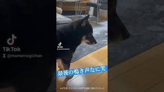 謎の鳴き方する犬#柴犬#豆柴#shorts