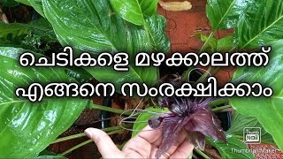 മഴക്കാലത്ത്  ചെടികളെ എങ്ങനെ സംരക്ഷിക്കാം ? How to care for plants during rainy season#Raincare