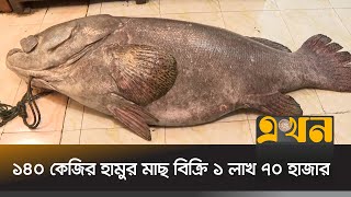 ১৪০ কেজি ওজনের হামুর মাছ ধরা পড়লো চট্টগ্রামে | Big Fish | Hamur Fish | Ekhon TV