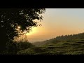 Tyler the creator - Where This Flower Blooms (slowed + reverb)  