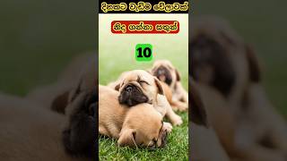 10 animals that sleep the longest in a day | දිනකට වැඩිම වේලාවක් නිදා ගන්නා සතුන් 10 #short